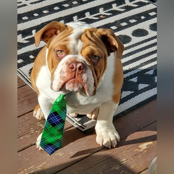 Like ❤️ this Listing To be notified of my Auctions! - Picture 8 of 16